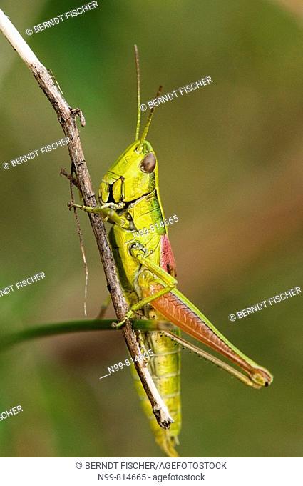 Small gold grasshopper (Euthystira brachyptera), family field grasshopper, dry meadow, Bavaria, Germany