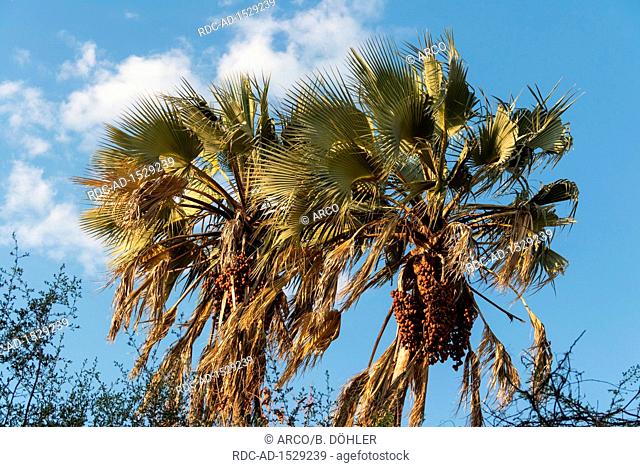 Lala Palm Tree, Maun, Botswana, Africa, Hyphaene coriacea