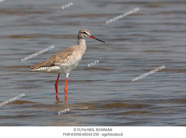 Spotted Redshank Tringa erythropus adult, non-breeding plumage, standing in shallow water, Thailand, february