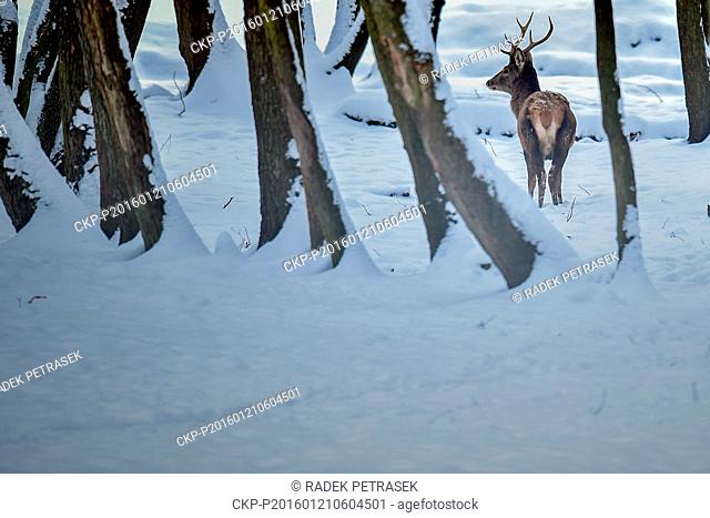 The Red deer in deer-park by Skalice near Ceska Lipa, Northern Bohemia, Czech Republic, on January 21, 2016. (CTK Photo/Radek Petrasek)