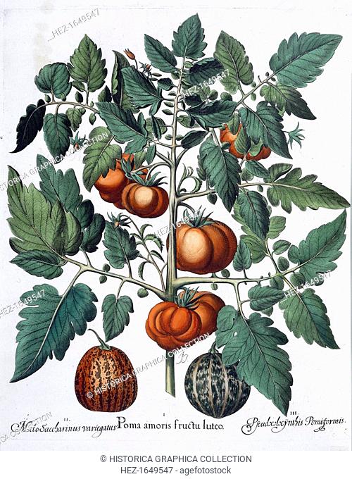 Tomatoes and melons, 1613. 1.Poma amoris fructu luteo; 2. Melo Saccharinus variegatus; 3.Pseudocolocynthis Pomiformis. From Hortus Eystettensis by Basil Besler...