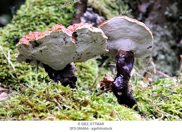Reishi mushrooms Ganoderma lucidum