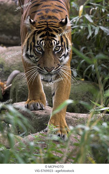 Sumatra-Tiger / Sumatran Tiger / Panthera tigris sumatrae - Germany, 21/07/2007
