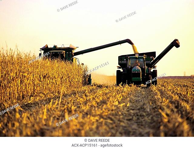 a combine unloads feed/grain corn into a grain wagon on the go, near Carey, Manitoba, Canada