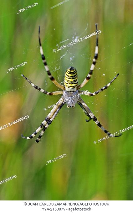 Argiope bruennichi, female, tiger spider on her spiderweb, Tamames, Salamanca, Castilla y Leon, Spain