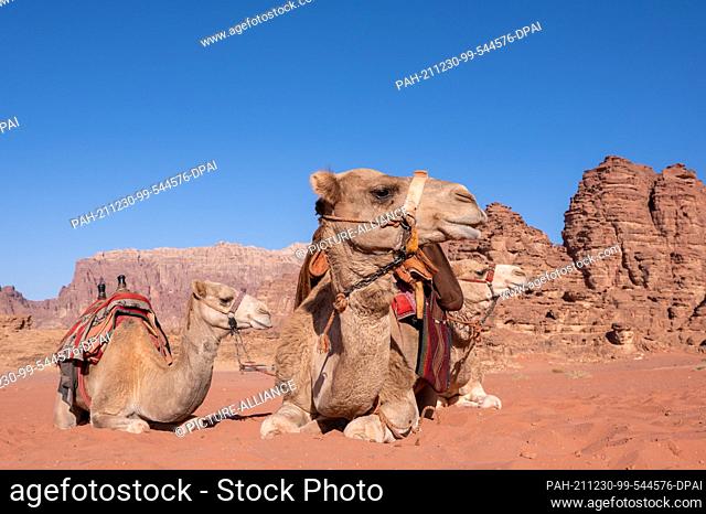 26 November 2021, Jordan, Wadi Rum: Camels lie in the desert sands of Wadi Rum. Photo: Sebastian Kahnert/dpa-Zentralbild/dpa. - Wadi Rum/Aqaba/Jordan