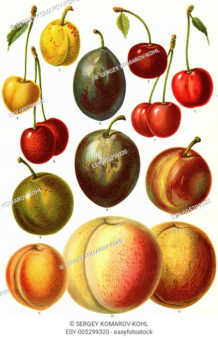 Different varieties of fruit