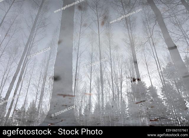 Landscape reflection from wet ice surface at forest