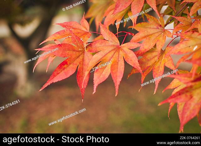 Acer palmatum or Japanese maple leaf during fall season
