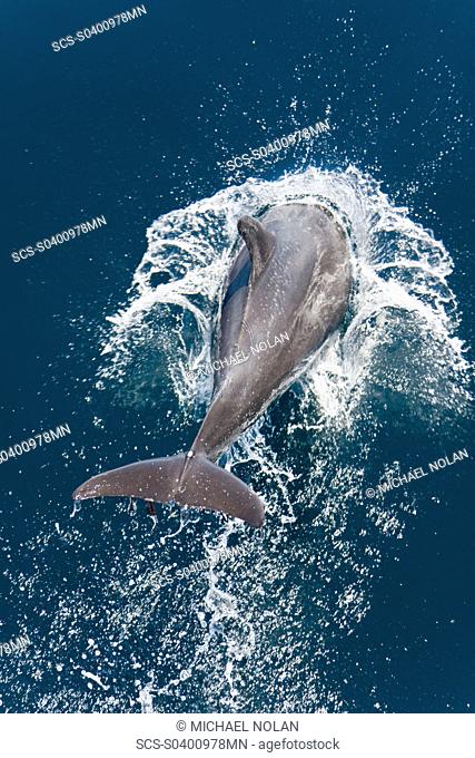 Offshore type bottlenose dolphin pod Tursiops truncatus surfacing in the midriff region of the Gulf of California Sea of Cortez, Baja California Norte, Mexico