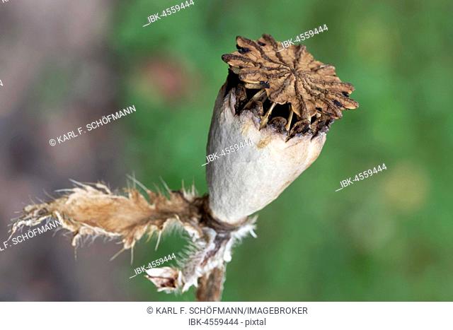 Oriental poppy (Papaver orientale), seed capsule, Germany