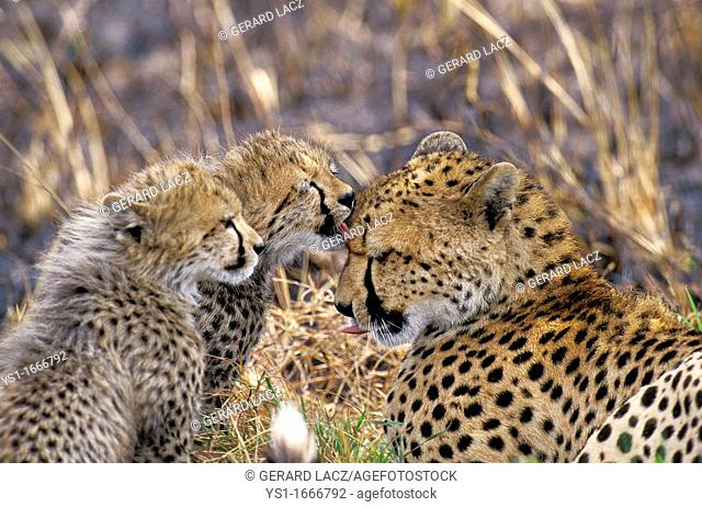 Cheetah, acinonyx jubatus, Cub licking Mother, Kenya