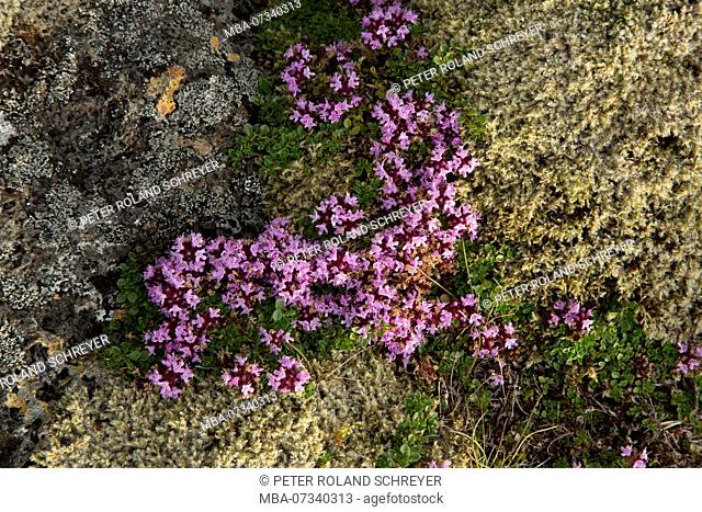 Iceland, Arctic Thyme, Thymus praecox ssp. arcticus, arctic thyme