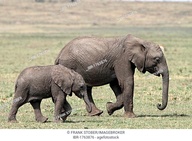 Elephants (Loxodonta africana), young, calf, Masai Mara, Kenya, Africa
