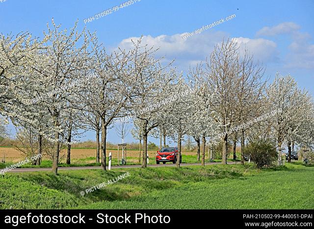 24 April 2021, Saxony-Anhalt, Magdeburg: Cars drive along a country road past blossoming cherry and pear trees in the south of the state capital