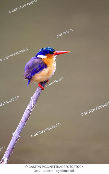 Malachite kingfisher Alcedo cristata, on the branch, Kruger National Park, South Africa