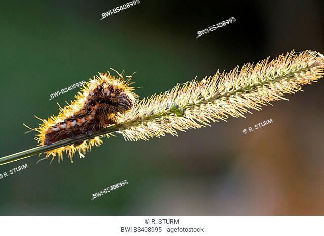 knot grass moth (Acronicta rumicis, Viminia rumicis, Acronycta salicis), caterpillar on a grass ear, Germany, Bavaria