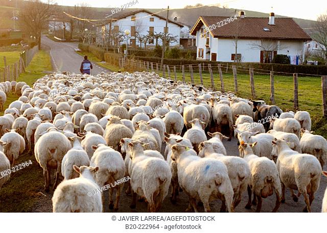 Sheep, Sierra de Aralar, Zaldibia, Guipúzcoa, Spain
