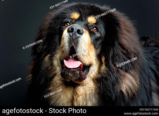 Closeup portrait of big beautiful Tibetan mastiff dog over black background. Copy space