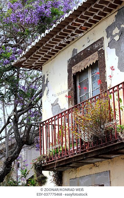 Jacaranda tree and weathered facade in Funchal