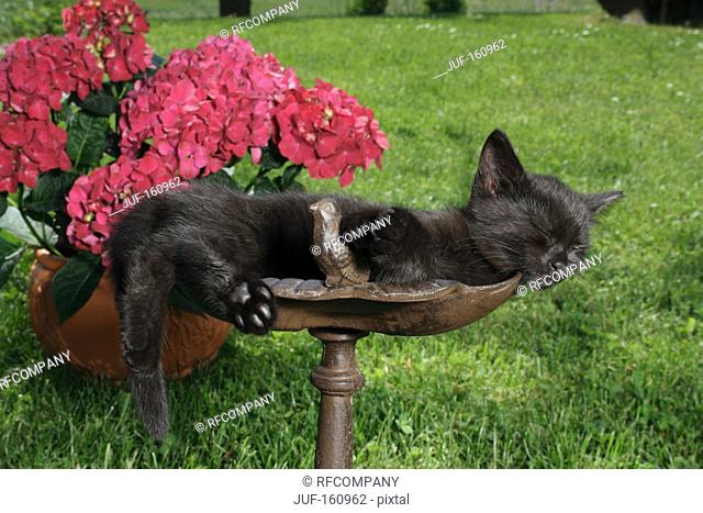 black kitten - sleeping on a bird bath