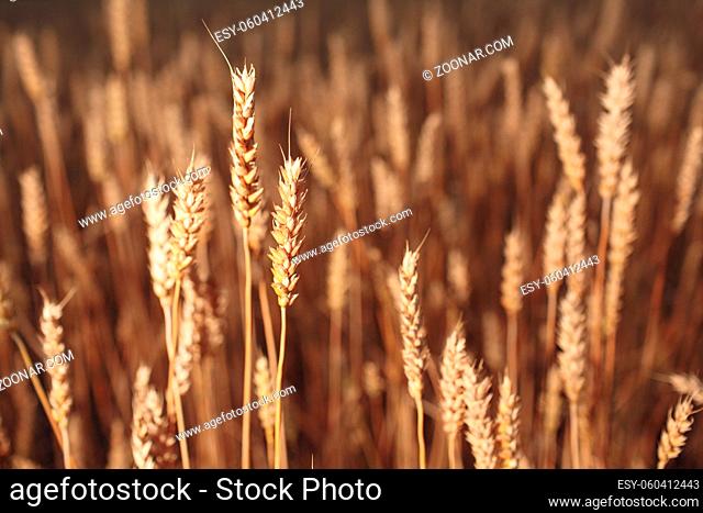 Close up of ripe wheat ears. Selective focus