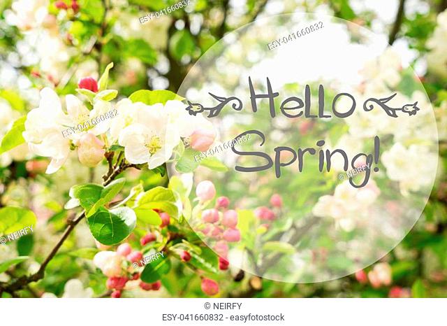 Apple tree pink flowers blossoming twigs with hello spring words