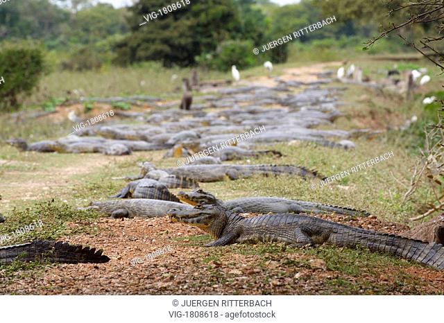 huge group of yacare caimans, MATO GROSSO, Brasil, South America - PANTANAL, MATO GROSSO, BRASIL, 29/07/2009