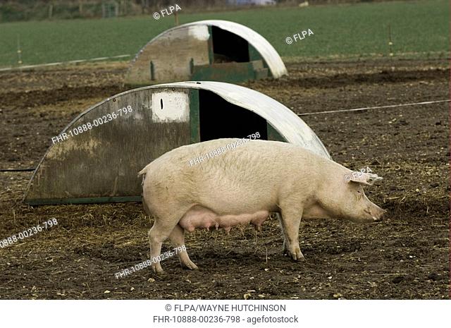 Domestic Pig, free-range sow, beside arc in field, on outdoor unit, Oxfordshire, England