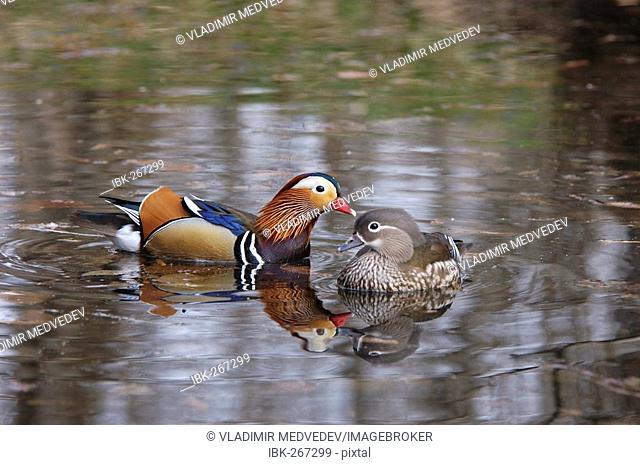 Mandarin Duck / Aix galericulata, female and male. Ussuriland, Southern Far East of Russia