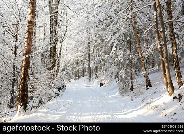 Forest path in winter scenery on a sunny morning, Bischofskoppe Mountain, Poland