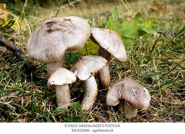 Mushrooms (Tricholoma orirubens ). Riaza, Segovia, Spain