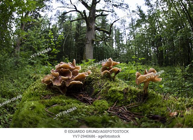 Mushrooms in the forest. Bialowieza National Park. Bialowieza, Podlasie, Poland, Europe