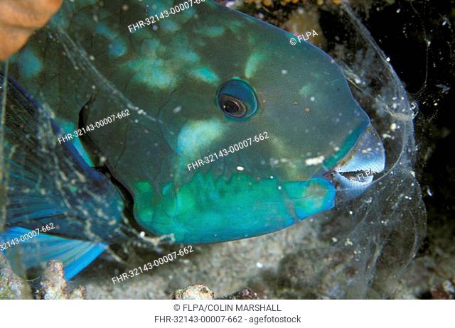 Bullethead Parrotfish Scarus sordidus In cocoon - Inside Bay, Gili Lawe Laut, Komodo Is Indonesia
