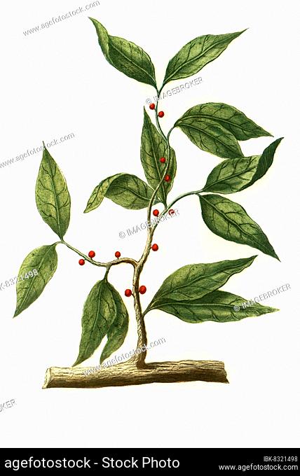 Cinnamon, cinnamon bush, canella, canella laurifolia, winterana, Historic, digitally restored reproduction from an 18th century original