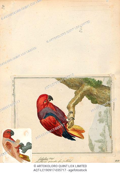 Eclectus roratus, Print, The eclectus parrot (Eclectus roratus) is a parrot native to the Solomon Islands, Sumba, New Guinea and nearby islands