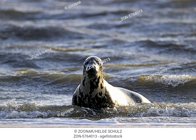 Kegelrobben-Weibchen in der Brandung beobachtet das Robbenbaby am Strand / Grey Seal cow in the breakers watching alert the pup on the beach - (Gray Seal -...