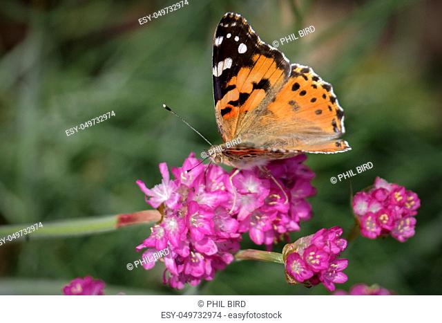 Close-up of a Painted Lady (Vanessa cardui) butterfly