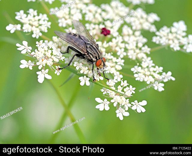 House fly (Musca domestica), Hesse, Germany, Europe