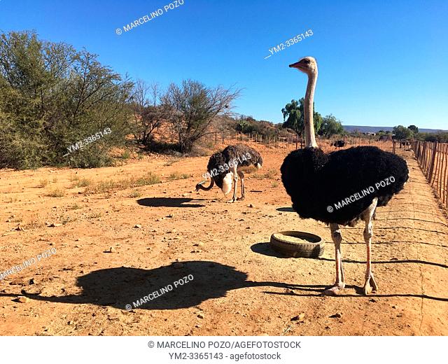 Ostrich in Safari, ostrich farm in Oudtshoorn, South Africa