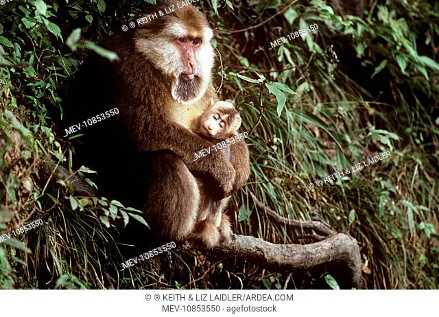 Tibetan / Pere David's / Chinese Stump-tailed / Milne-Edward's Macaque - holding infant (Macaca thibetana). Mt, Sichuan, China