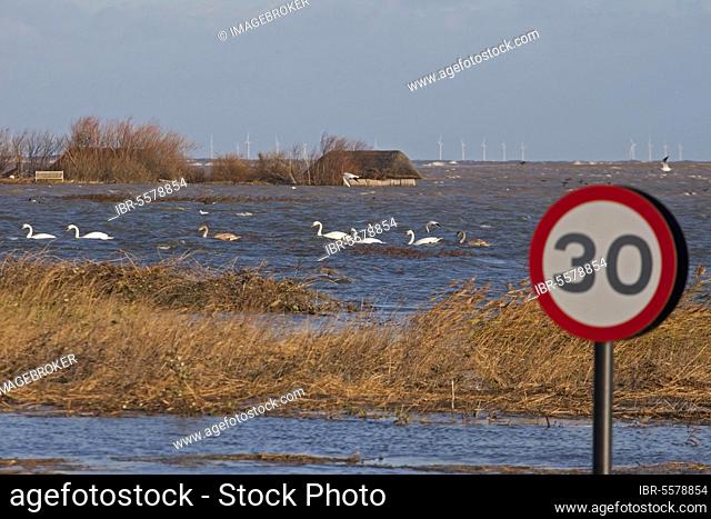 Flooded coastal road and coastal marshland after the surge, mute swans (Cygnus olor) swimming in the background and submerged bird sightings