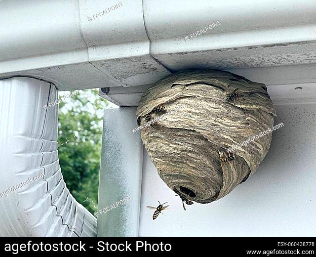 Wasp nest attached to home outdoor wall and roof as a gray paper colony of yellow jacket hornets as insects flying in and out of the natural structure