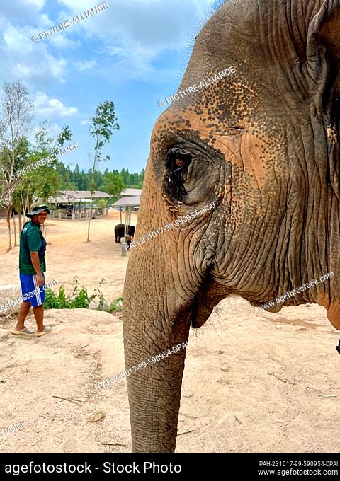 23 April 2023, Thailand, Khao Sok Nationalpark: An elephant in an Elephant Sanctuary on Phuket. For years, a conflict between elephants and humans has been...