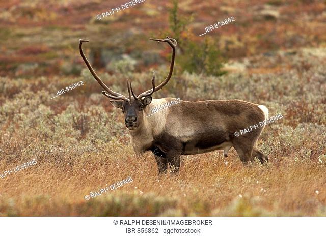 Reindeer or Caribou (Rangifer tarandus), wild, Norefjell, Buskerud Province, Buskerud Fylke, Norway, Scandinavia, Europe