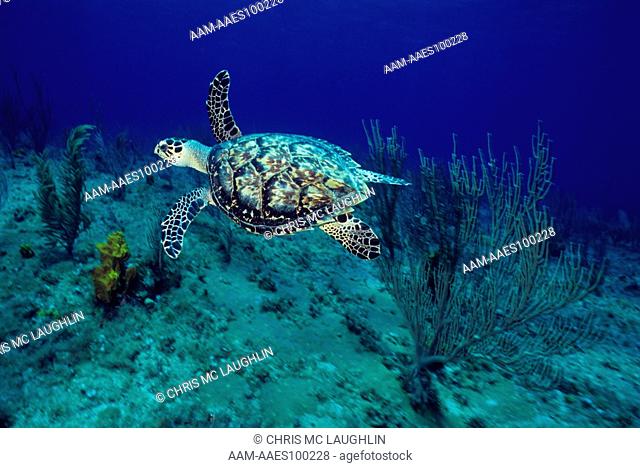 Hawksbill Turtle (a Sea Turtle), Cayman Islands