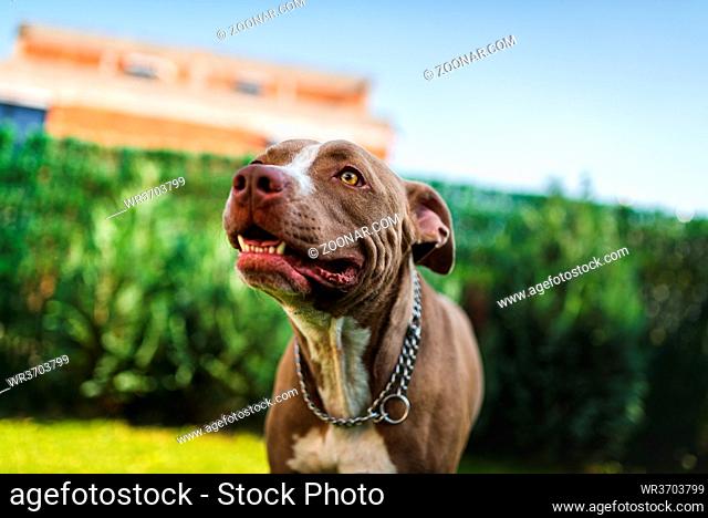 Closeup of young Amstaff dog head against green background in summer garden. Pitbull theme. Selective focus