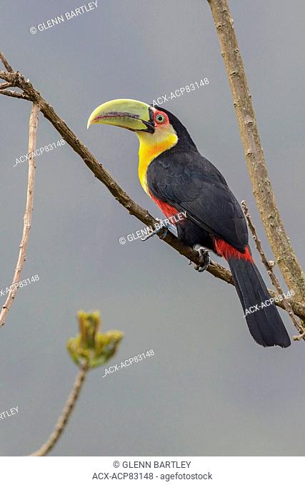 Red-breasted Toucan (Ramphastos dicolorus) perched on a branch in the Atlantic rainforest of southeast Brazil