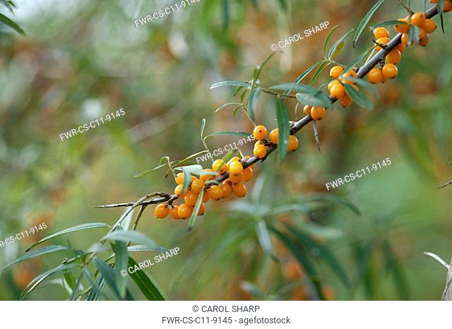 Sea Buckthorn, Hippophae rhamnoides, Twig with narrow leaves and clusters of orange berries