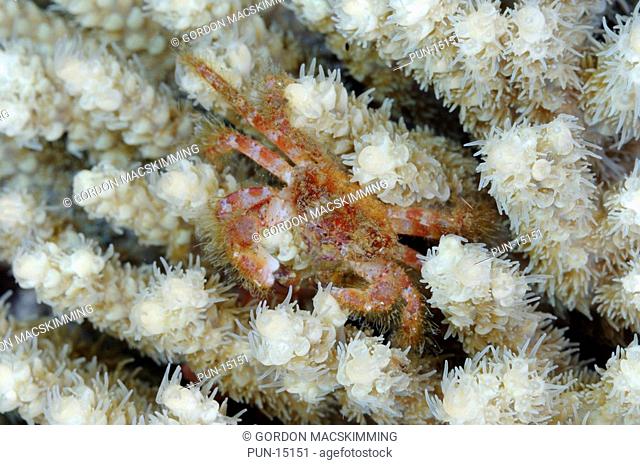This hairy crab Pilumnus sp, captured at night time, can be seen traversing coral branches possibly Acropora sp The hairy crabs are represented worldwide...